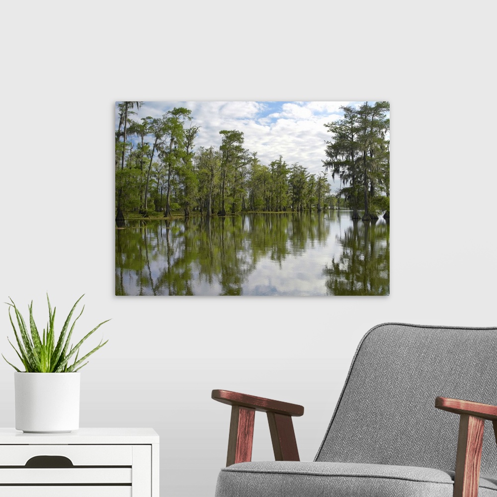 A modern room featuring Bald Cypress (Taxodium distichum) swamp, Cypress Island, Lake Martin, Louisiana