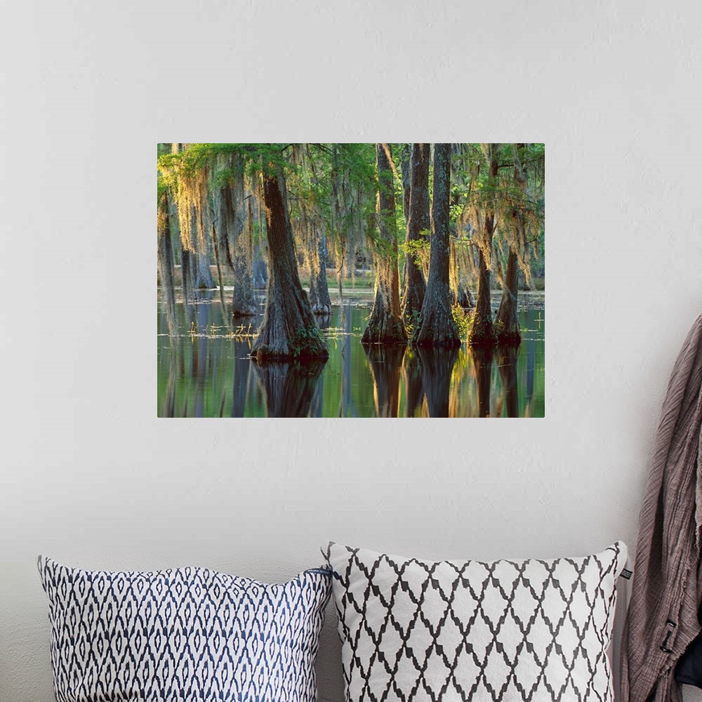 A bohemian room featuring Bald Cypress (Taxodium distichum) swamp, Sam Houston Jones State Park, Louisiana