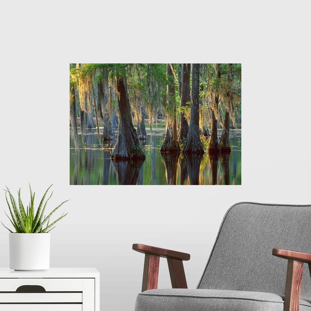 A modern room featuring Bald Cypress (Taxodium distichum) swamp, Sam Houston Jones State Park, Louisiana