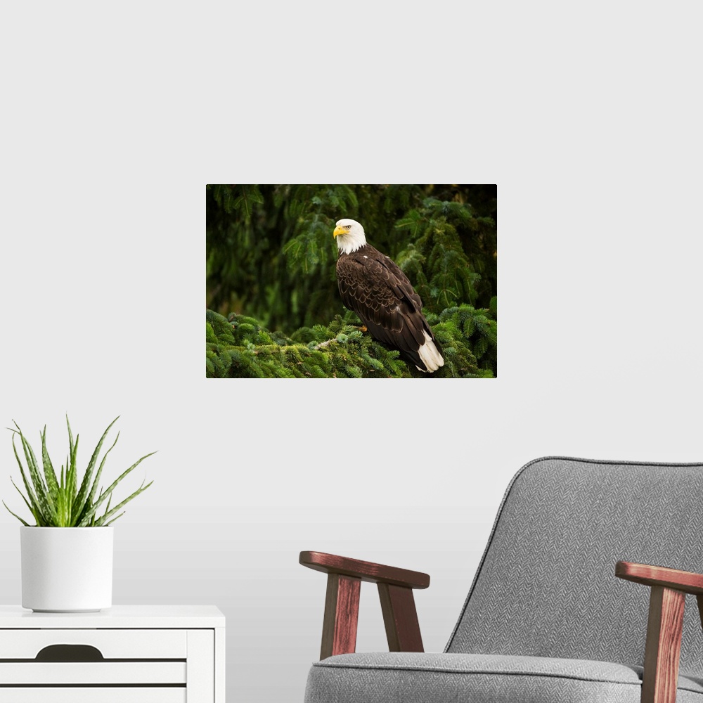 A modern room featuring Bald Eagle, Alaska