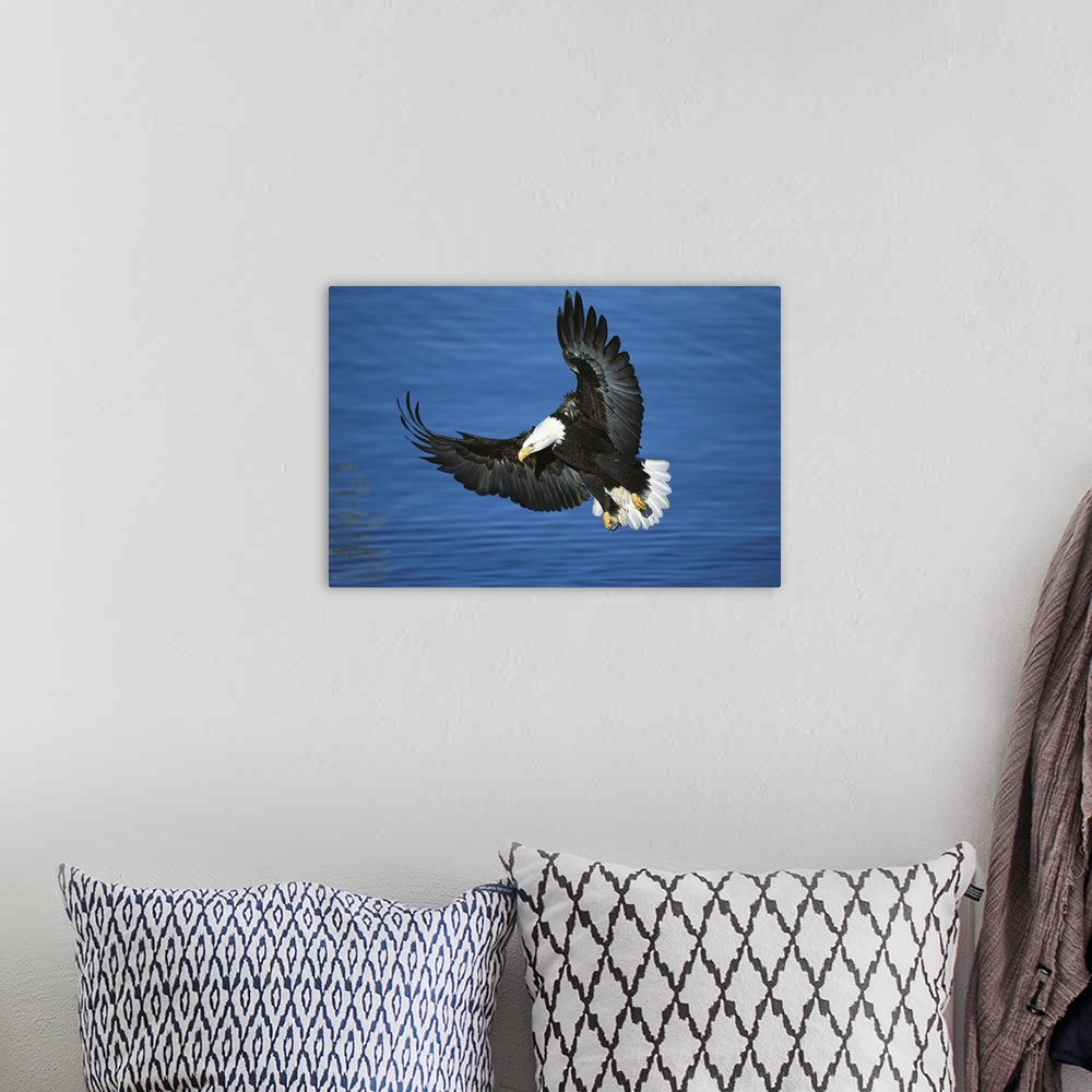 A bohemian room featuring Bald Eagle (Haliaeetus leucocephalus) flying over water, Kenai Peninsula, Alaska