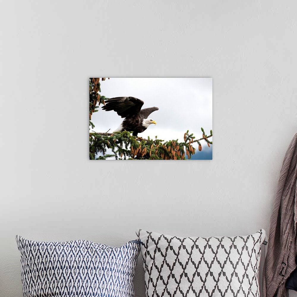 A bohemian room featuring Bald Eagle taking flight from spruce tree, Alaska
