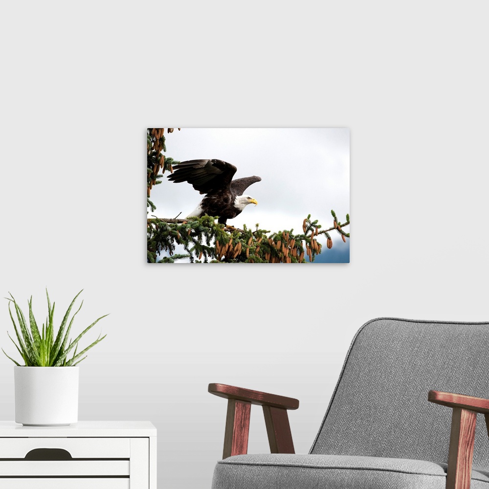 A modern room featuring Bald Eagle taking flight from spruce tree, Alaska