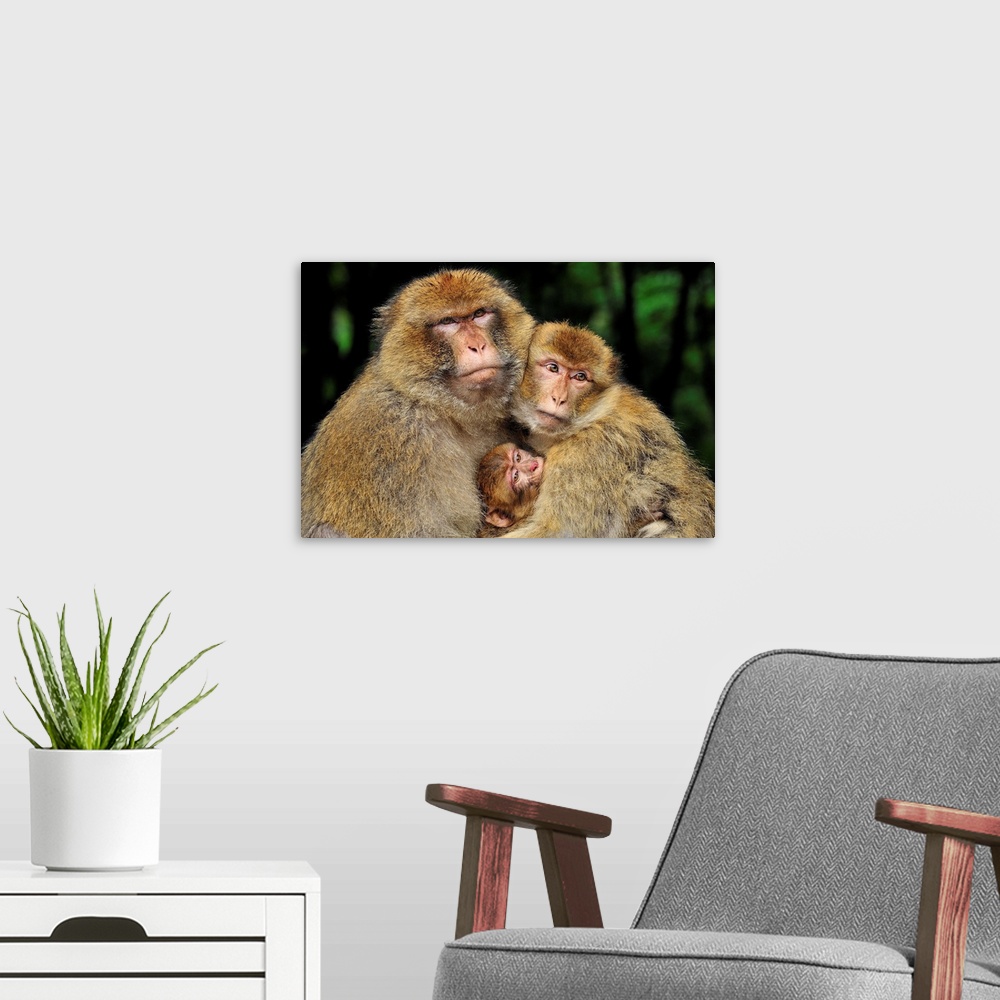 A modern room featuring Barbary Macaque / Common Macaque - with baby - Affenberg Salem - Germany - originally from Morocco