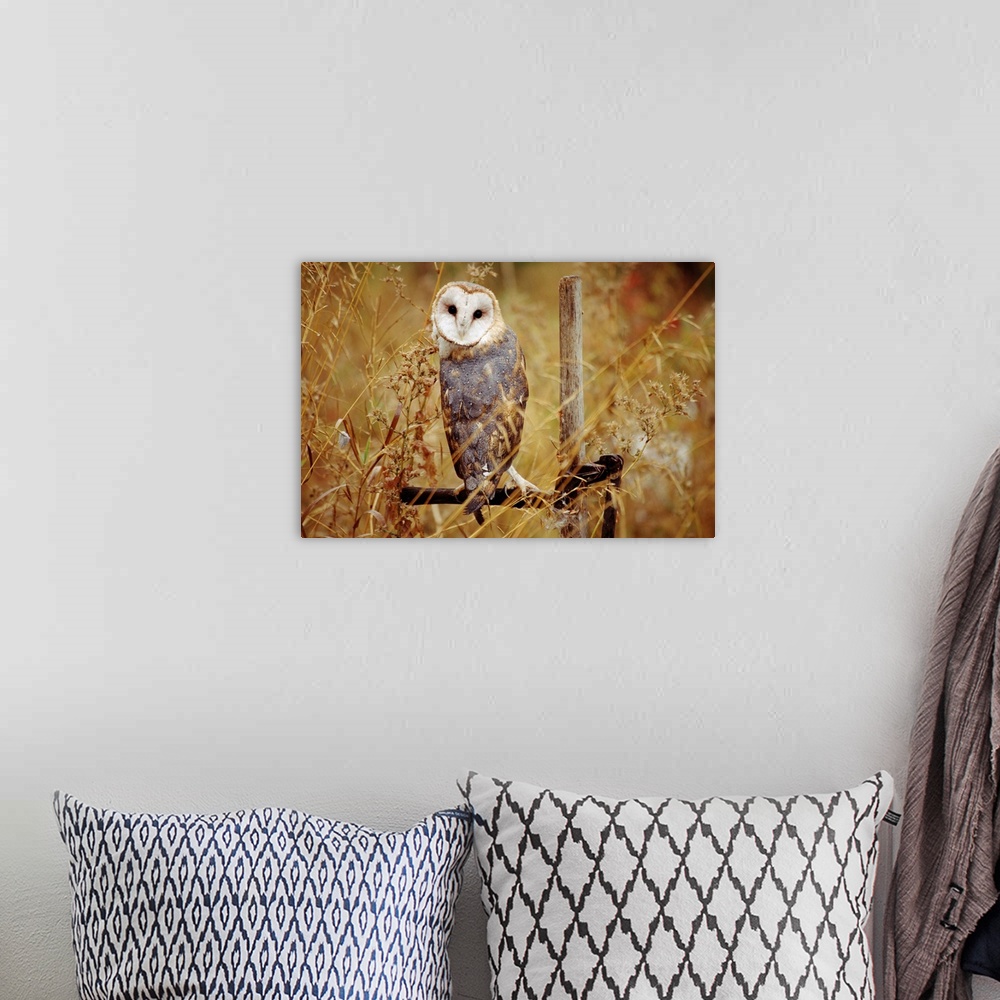 A bohemian room featuring Barn Owl (Tyto alba) perching among dry grasses, British Columbia, Canada