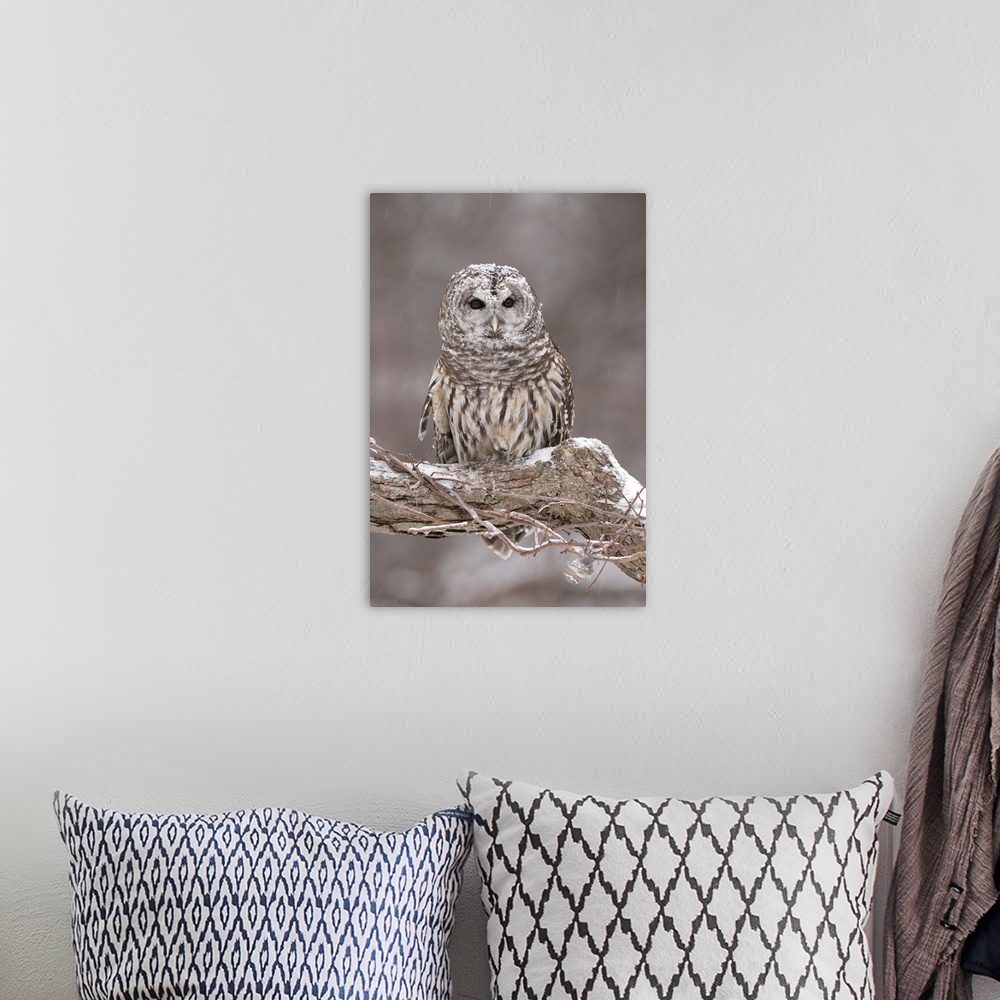 A bohemian room featuring barred owl (Strix varia), Captive, Howell Nature Center, MI