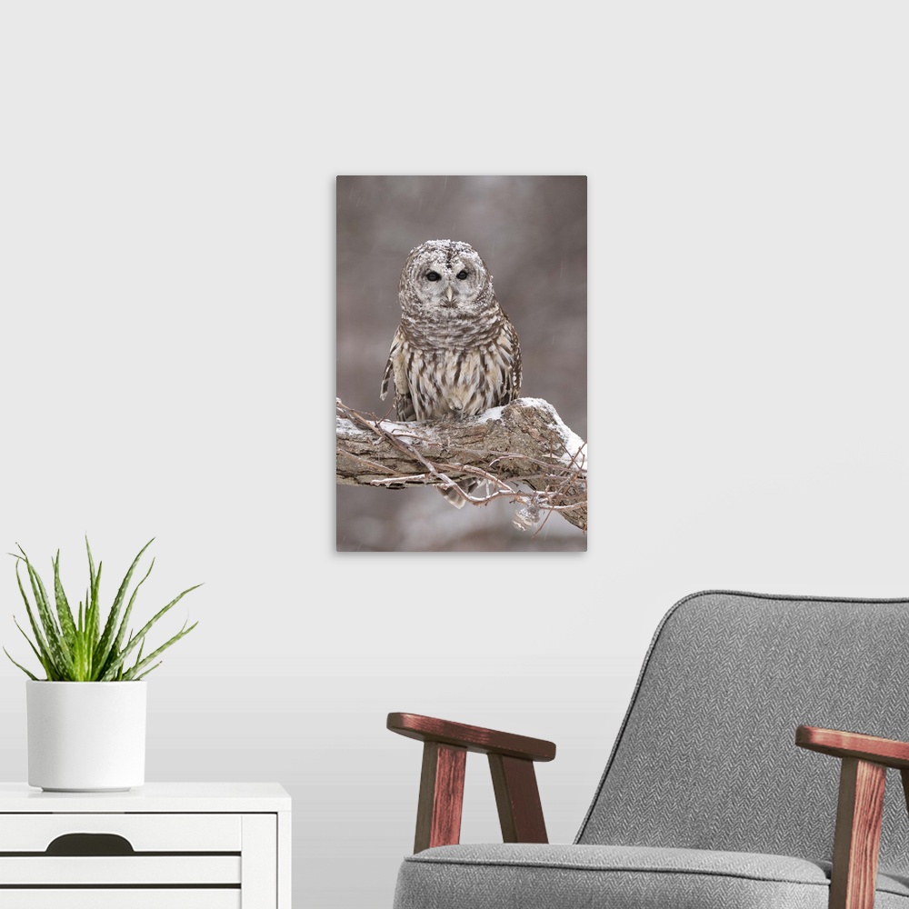 A modern room featuring barred owl (Strix varia), Captive, Howell Nature Center, MI