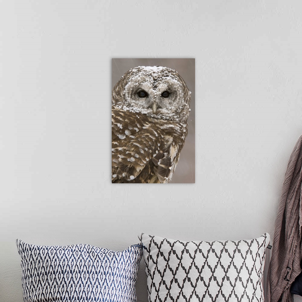 A bohemian room featuring barred owl (Strix varia), Headshot, Captive, Howell Nature Center, MI