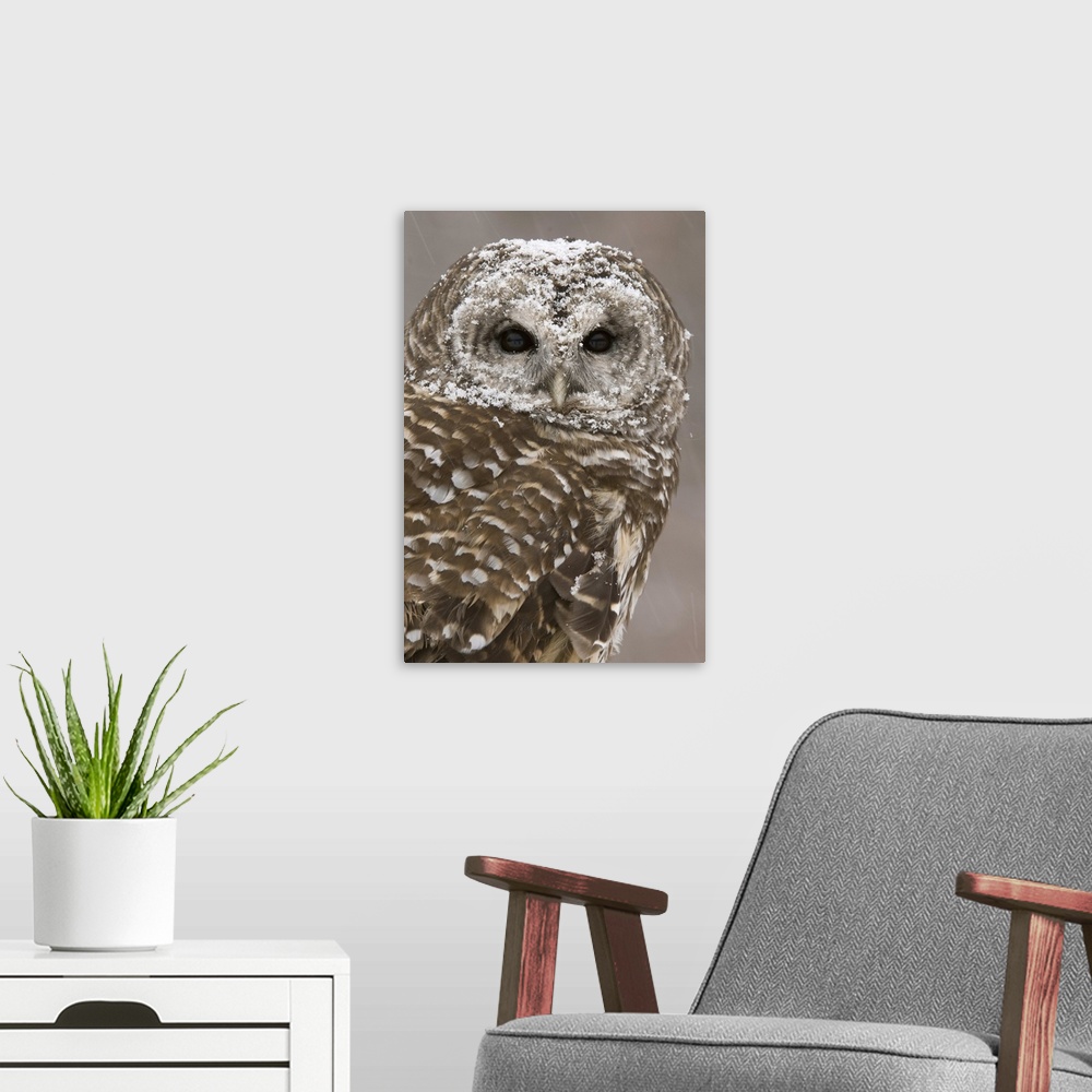 A modern room featuring barred owl (Strix varia), Headshot, Captive, Howell Nature Center, MI