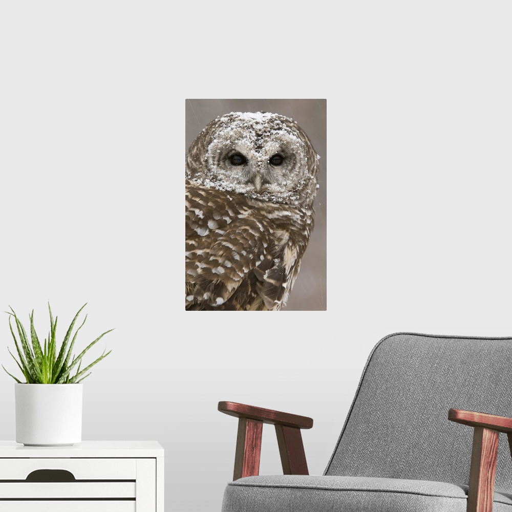 A modern room featuring barred owl (Strix varia), Headshot, Captive, Howell Nature Center, MI