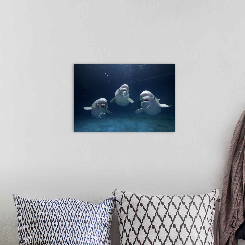 A bohemian room featuring Three beluga whales are photographed under water all blowing bubbles.