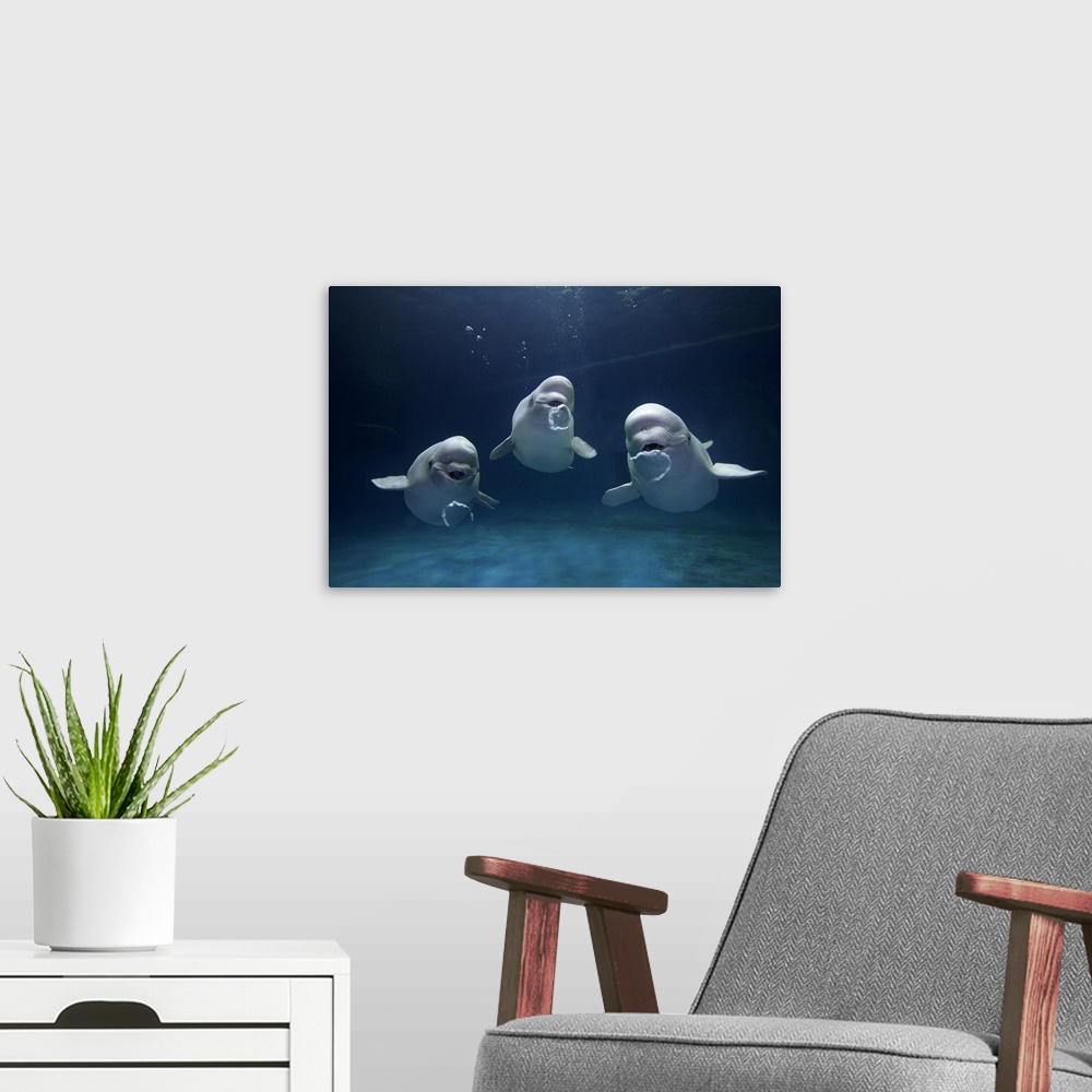 A modern room featuring Three beluga whales are photographed under water all blowing bubbles.