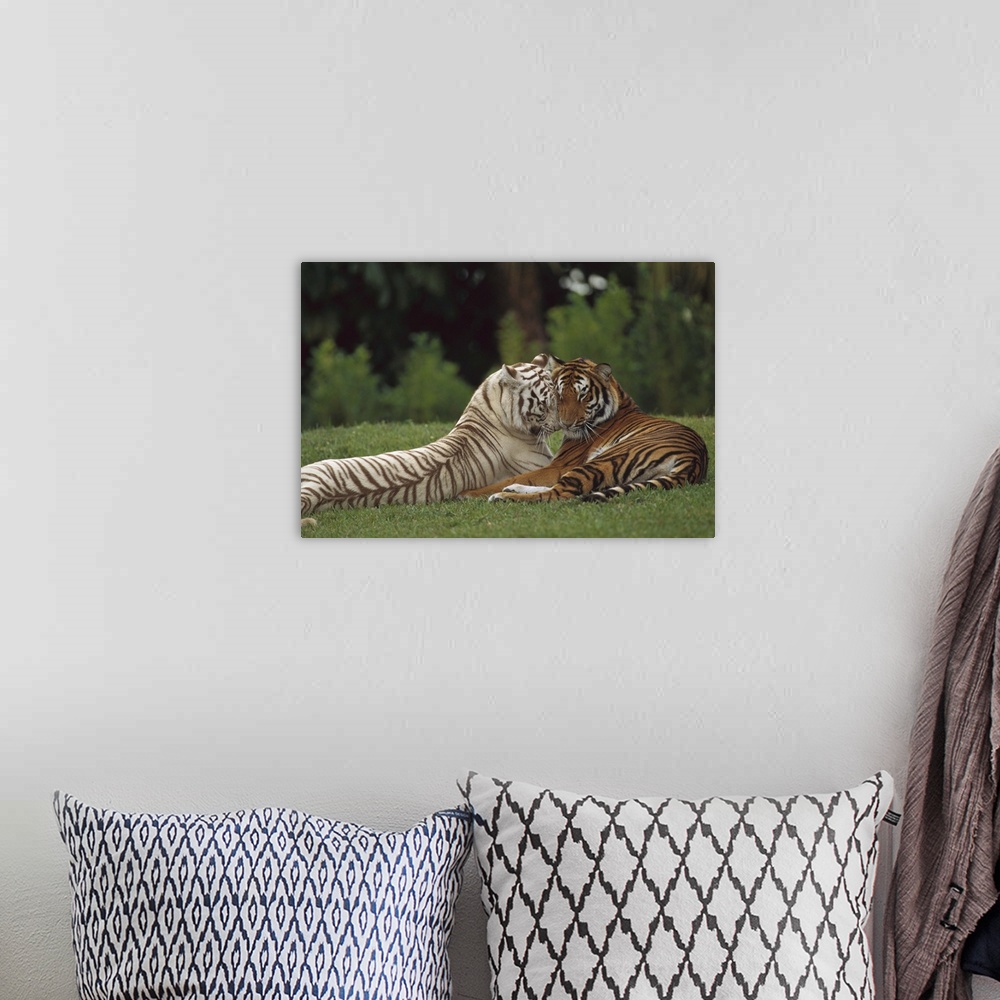 A bohemian room featuring Bengal Tiger (Panthera tigris tigris) affectionate pair, one with normal coloration and the other...