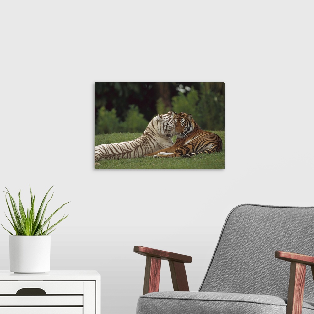 A modern room featuring Bengal Tiger (Panthera tigris tigris) affectionate pair, one with normal coloration and the other...