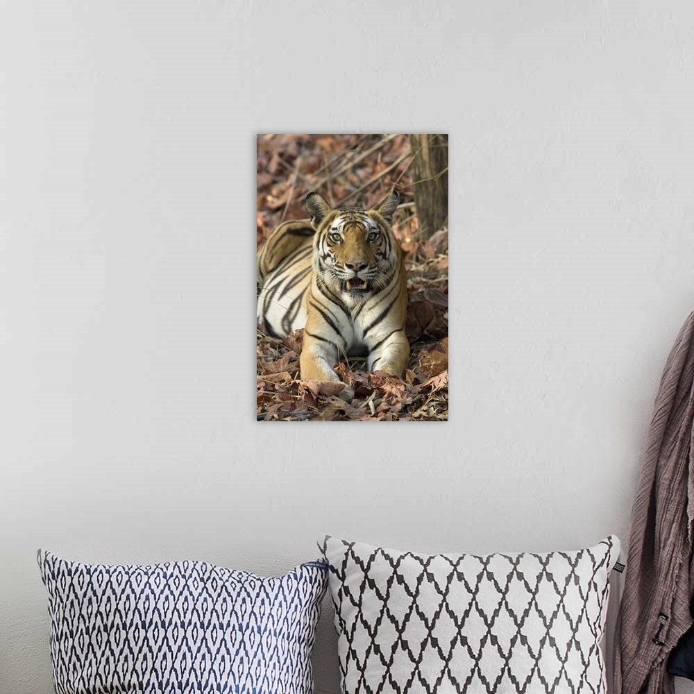 A bohemian room featuring Tiger .Panthera tigris.Adult female.Bandhavgarh National Park, India.*Endangered species