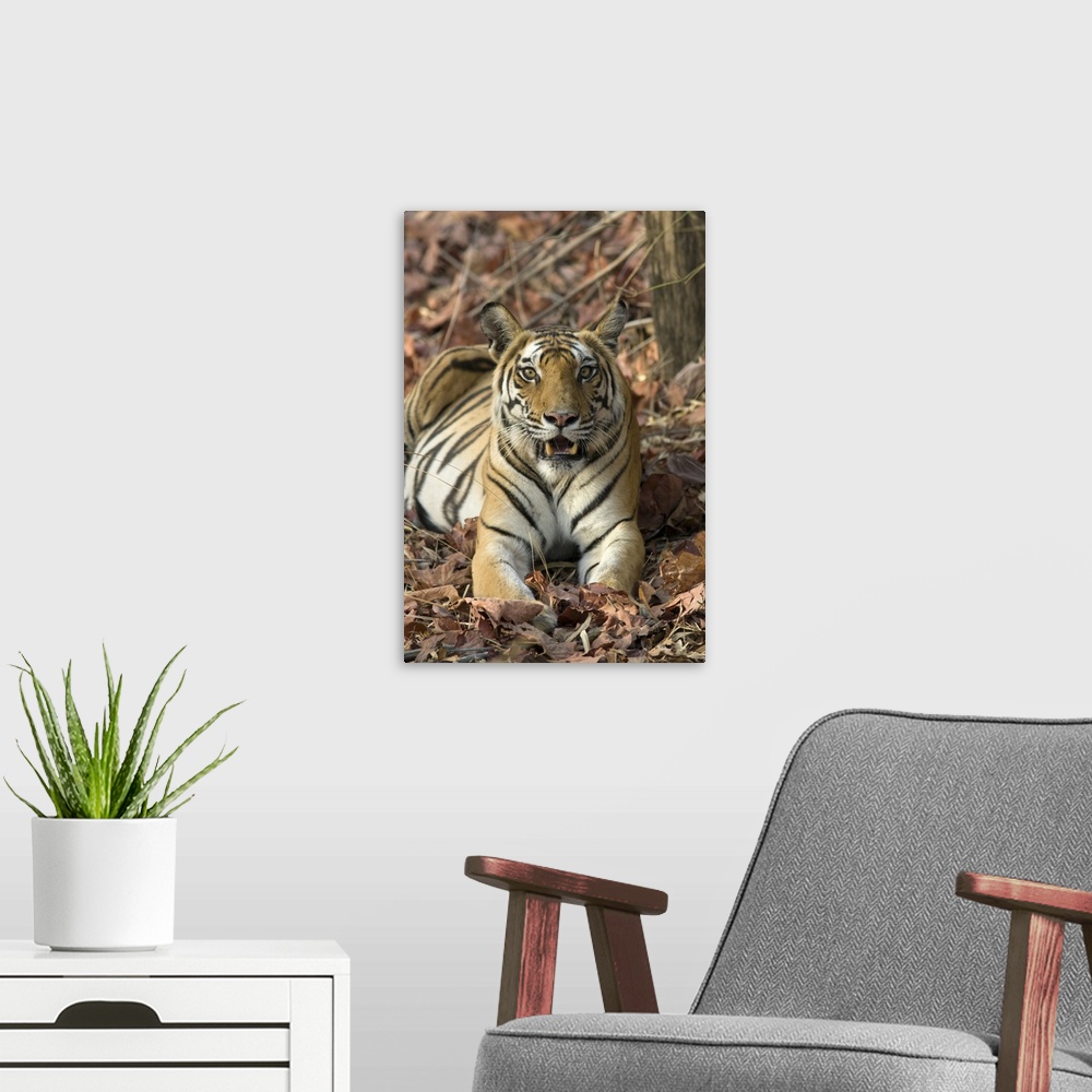 A modern room featuring Tiger .Panthera tigris.Adult female.Bandhavgarh National Park, India.*Endangered species