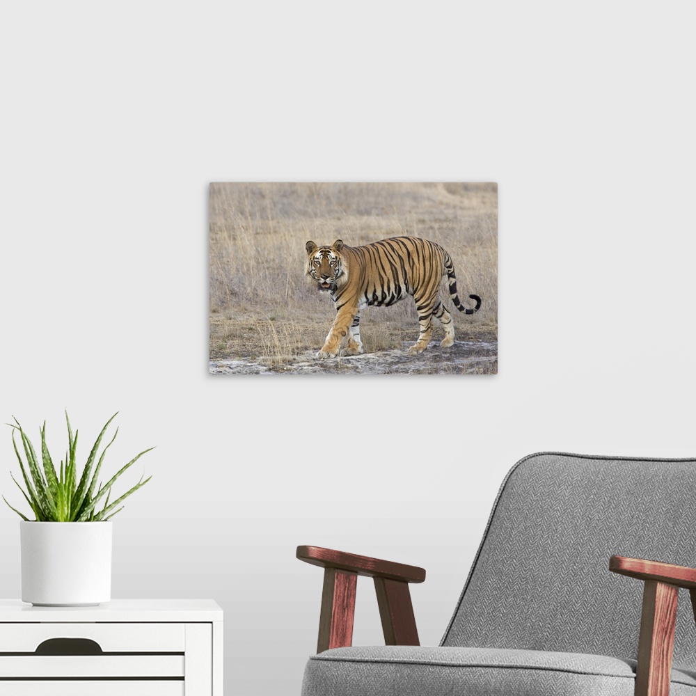 A modern room featuring Tiger .Panthera tigris.Territorial male.Bandhavgarh National Park, India.*Endangered species