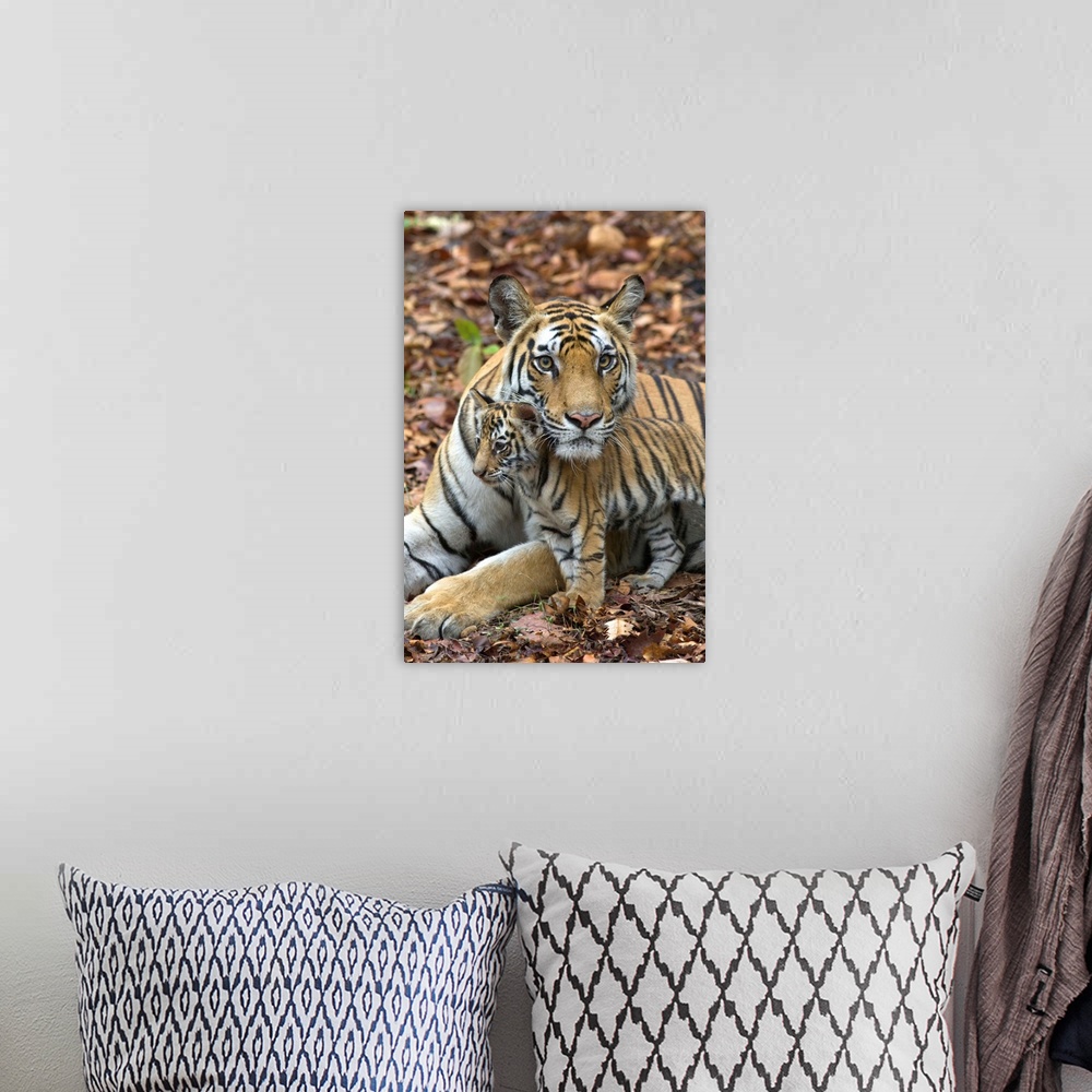 A bohemian room featuring Bengal Tiger.Panthera tigris .Mother and eight week old cub.Bandhavgarh National Park, India........