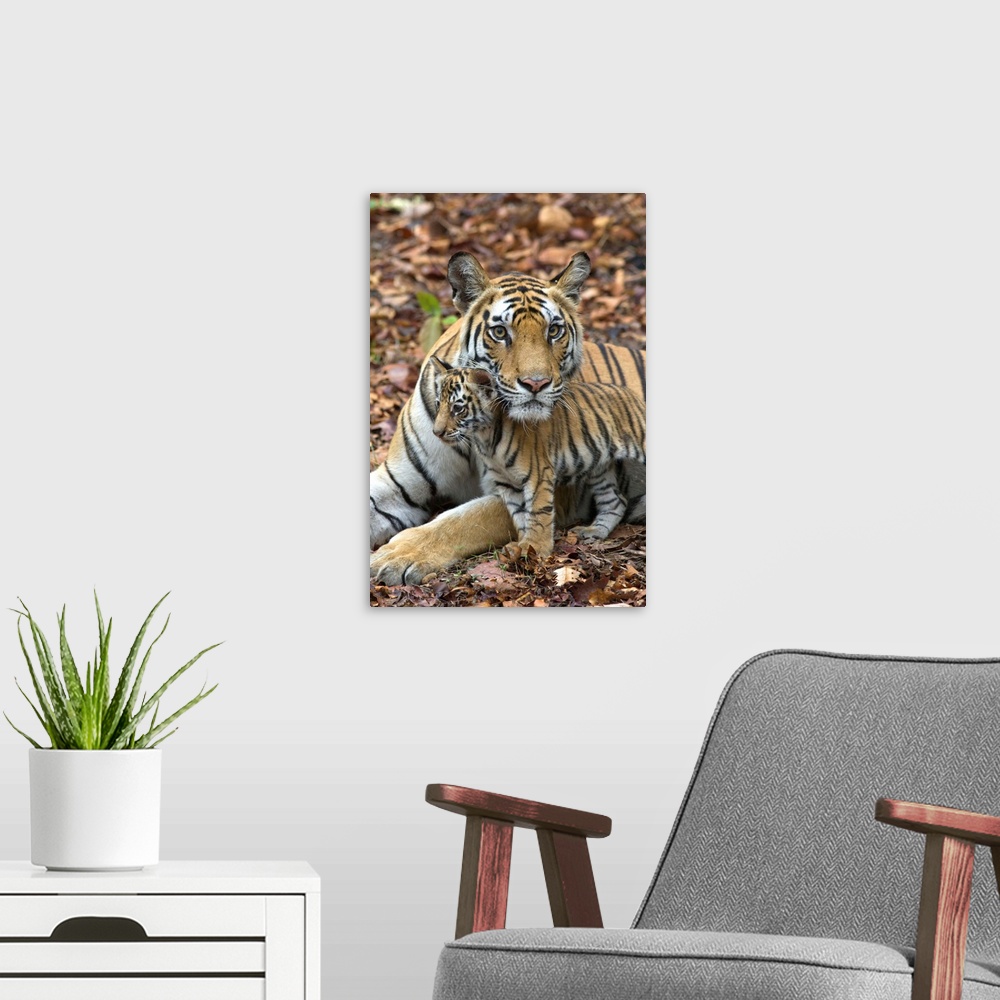 A modern room featuring Bengal Tiger.Panthera tigris .Mother and eight week old cub.Bandhavgarh National Park, India........