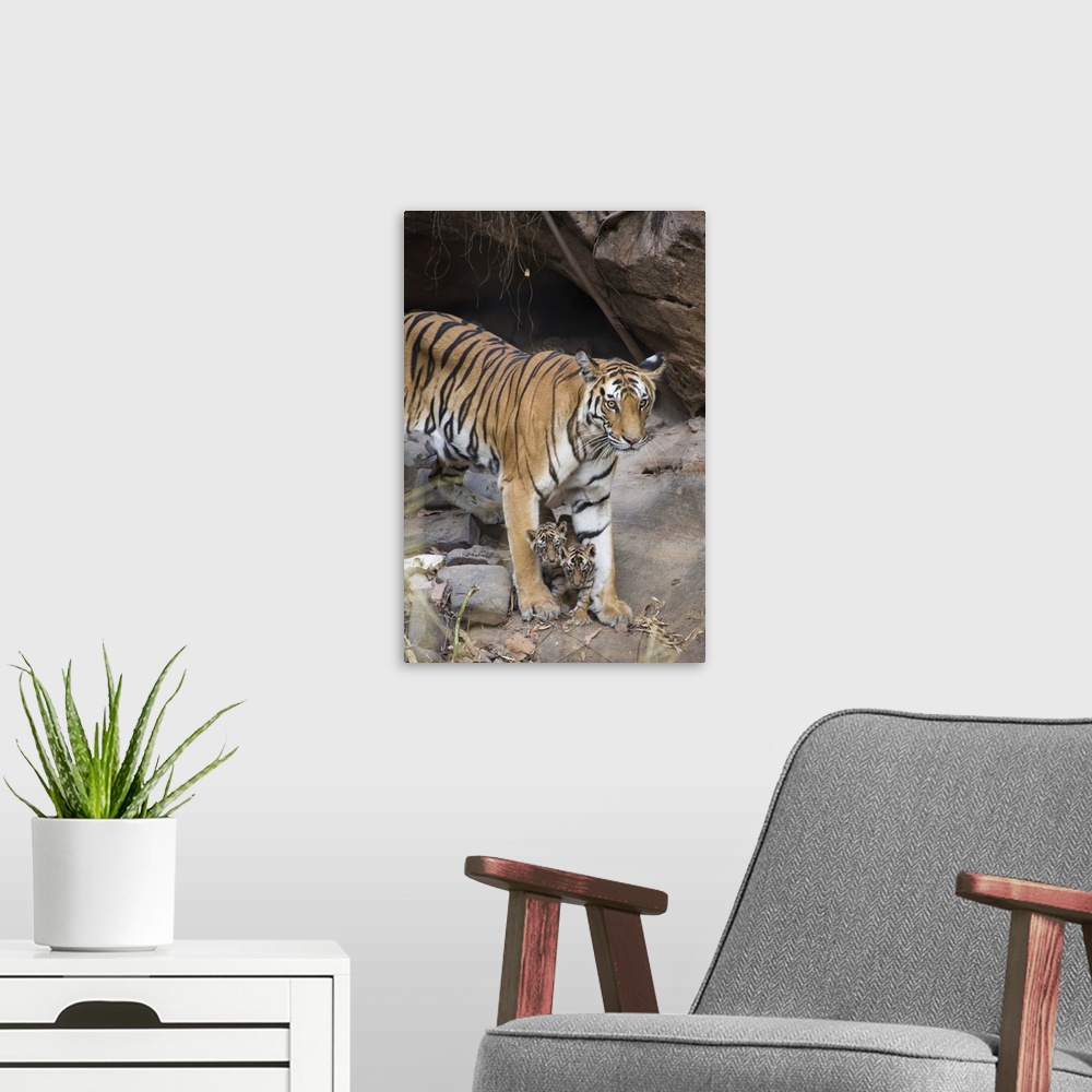 A modern room featuring Bengal Tiger.Panthera tigris .Mother and four week old cubs at den .Bandhavgarh National Park, In...