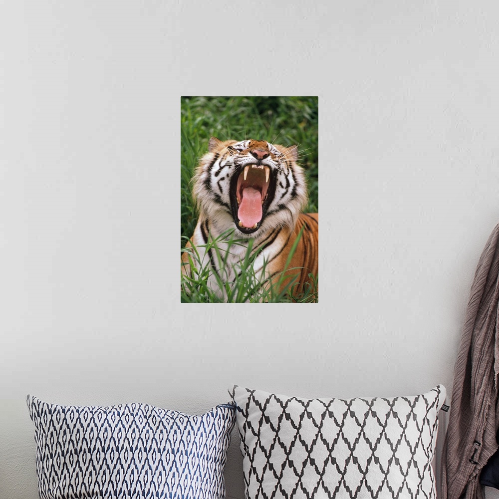 A bohemian room featuring Bengal Tiger (Panthera tigris tigris) yawning, Hilo Zoo, Hawaii