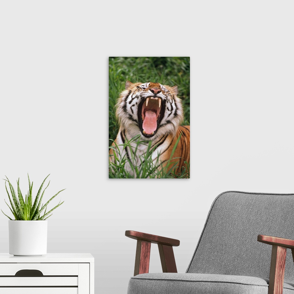 A modern room featuring Bengal Tiger (Panthera tigris tigris) yawning, Hilo Zoo, Hawaii