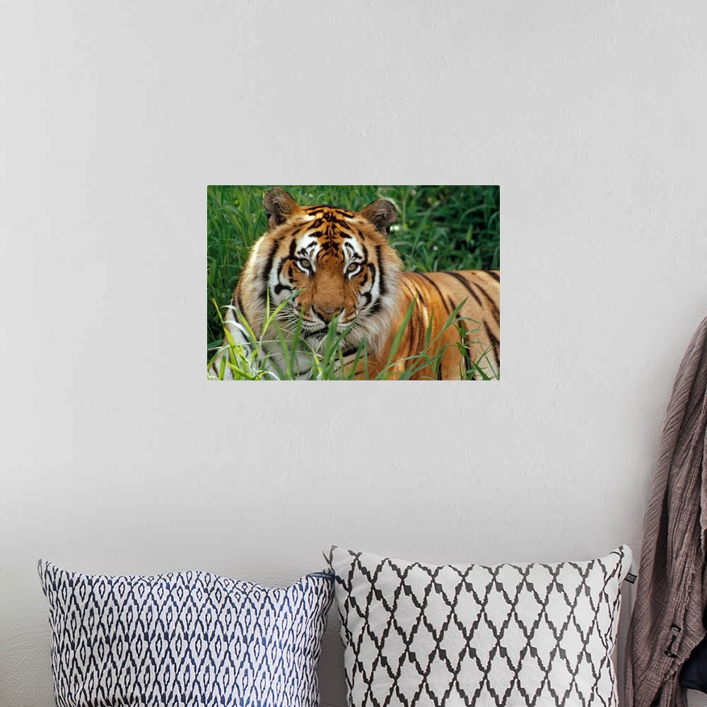A bohemian room featuring Big photograph taken of a large, striped feline sitting quietly in a field of high grass.