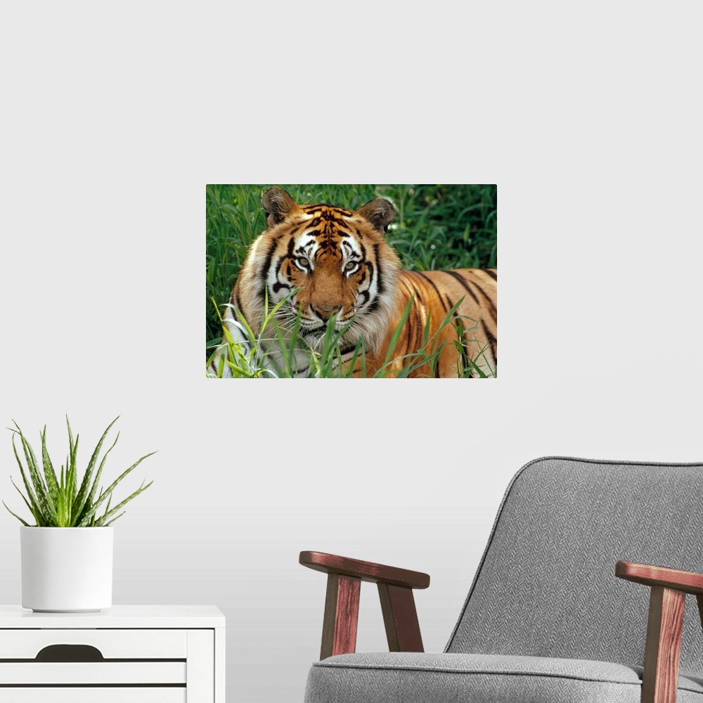 A modern room featuring Big photograph taken of a large, striped feline sitting quietly in a field of high grass.