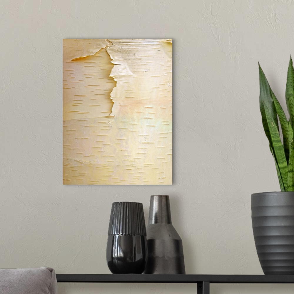 A modern room featuring Birch (Betula sp) close up of tree trunk, North America