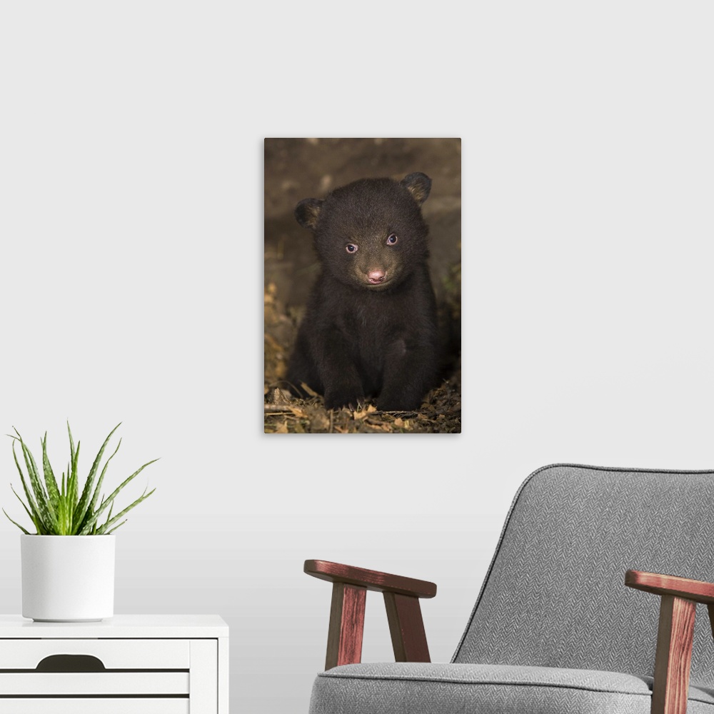 A modern room featuring Black BearUrsus americanus7 week old cub (brown color phase) in den*Captive