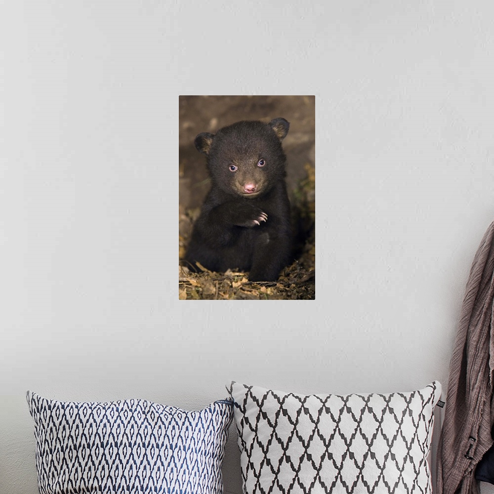 A bohemian room featuring Black BearUrsus americanus7 week old cub in den*Captive