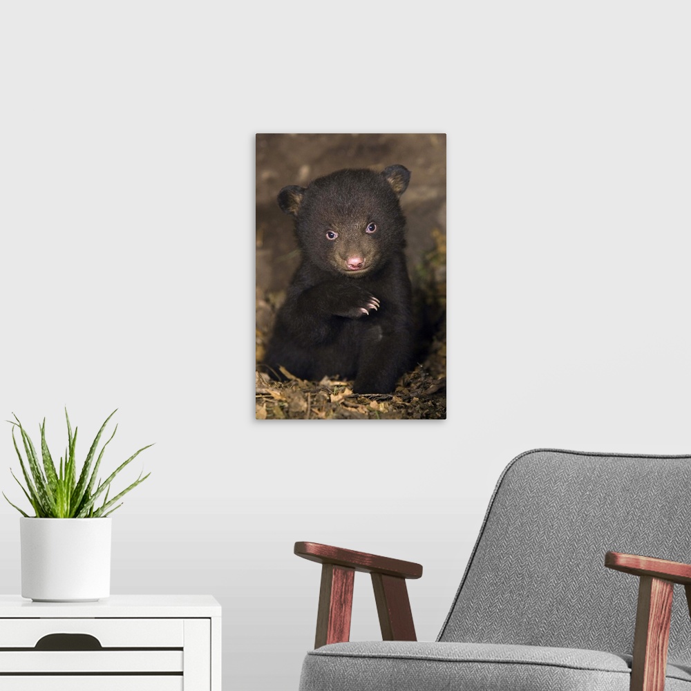 A modern room featuring Black BearUrsus americanus7 week old cub in den*Captive