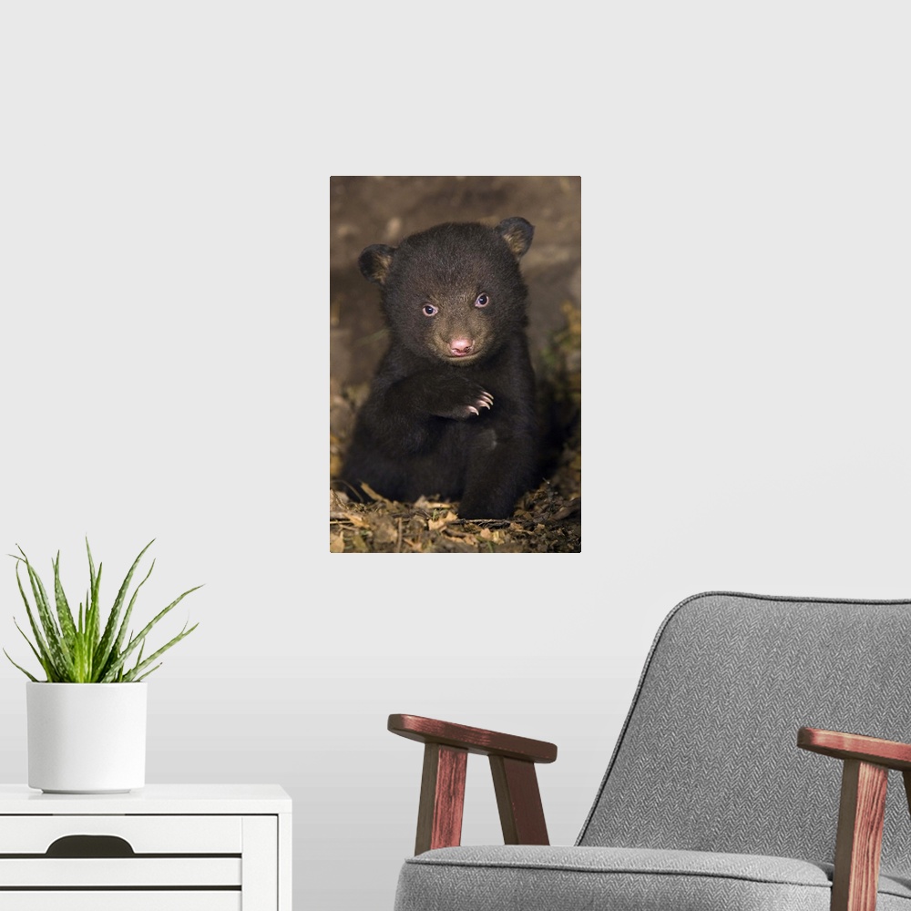A modern room featuring Black BearUrsus americanus7 week old cub in den*Captive