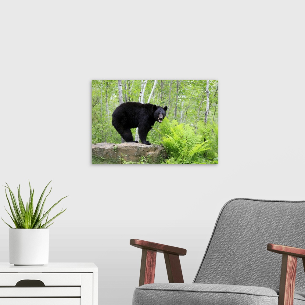 A modern room featuring American Black Bear (Ursus americanus) adult, standing on rock in woodland, Minnesota, U.S.A.