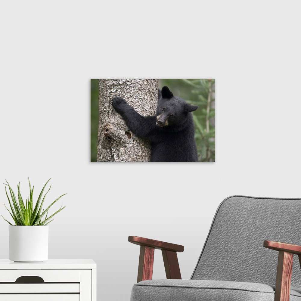 A modern room featuring Black Bear (Ursus americanus) cub in tree safe from danger, Orr, Minnesota