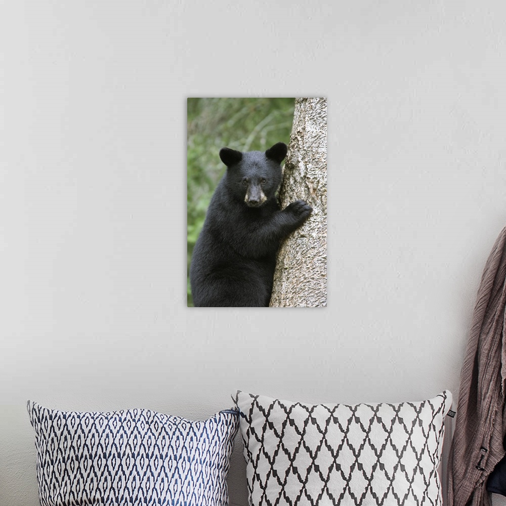A bohemian room featuring Black Bear (Ursus americanus) cub in tree safe from danger, Orr, Minnesota