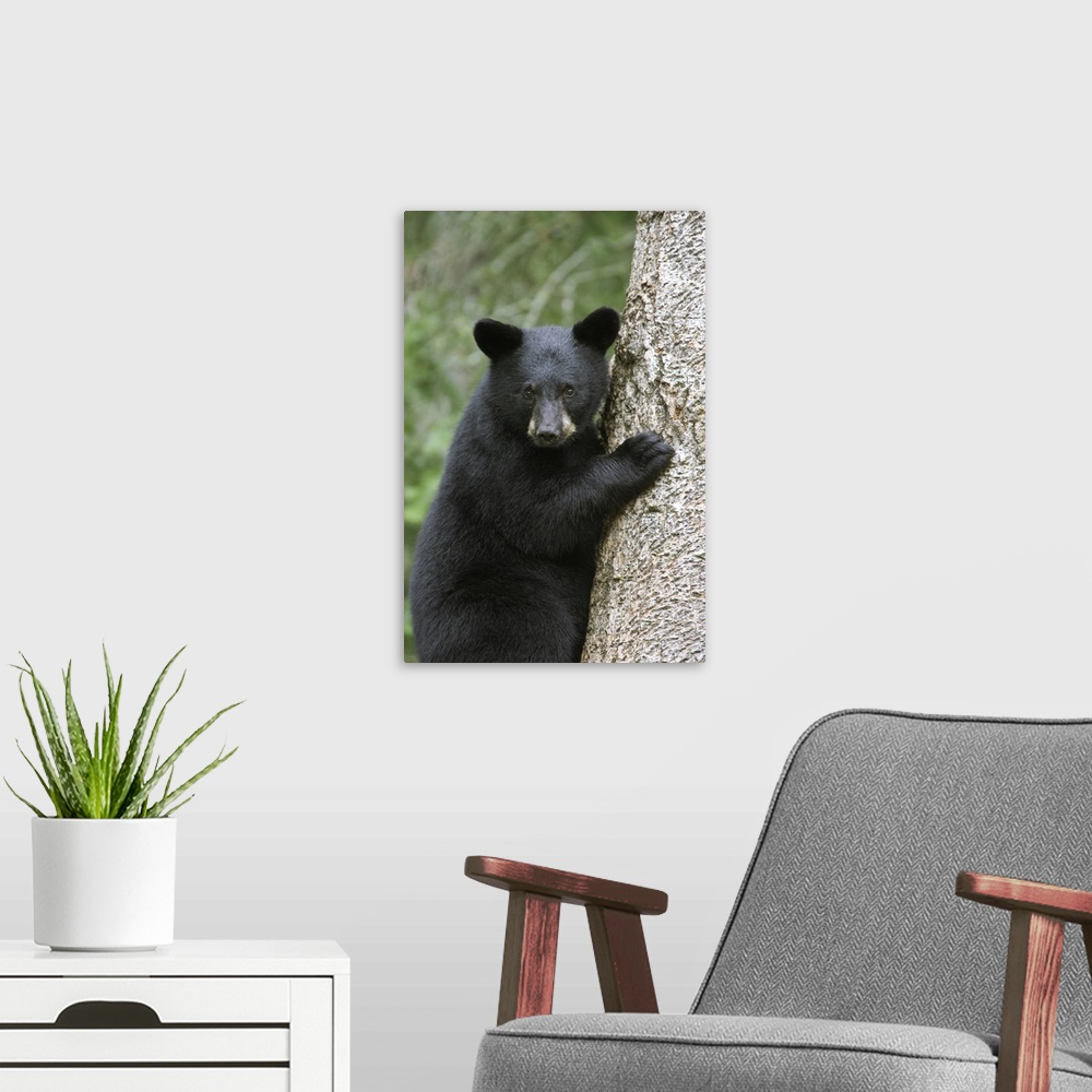 A modern room featuring Black Bear (Ursus americanus) cub in tree safe from danger, Orr, Minnesota