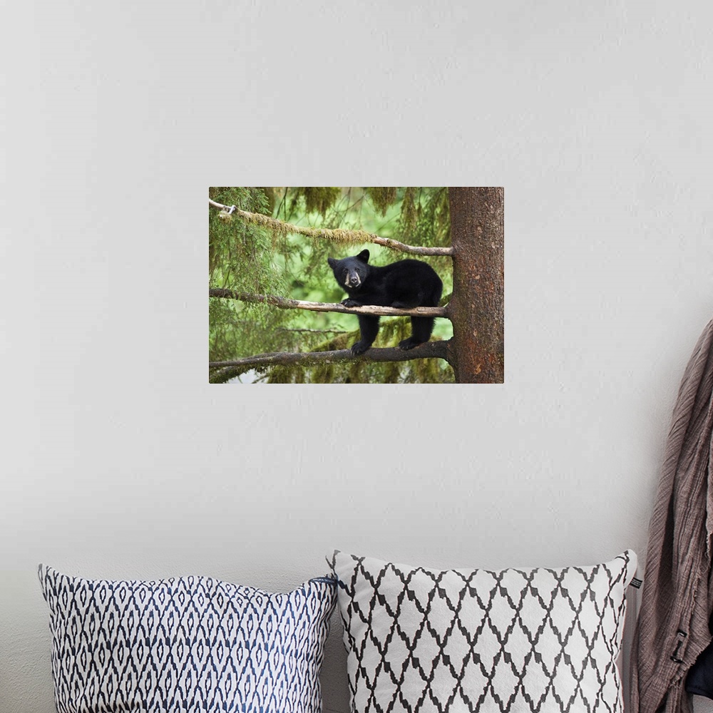 A bohemian room featuring Black bear cub (Ursus americanus) seeking refuge in tree along Anan Creek, Tongass National Fores...