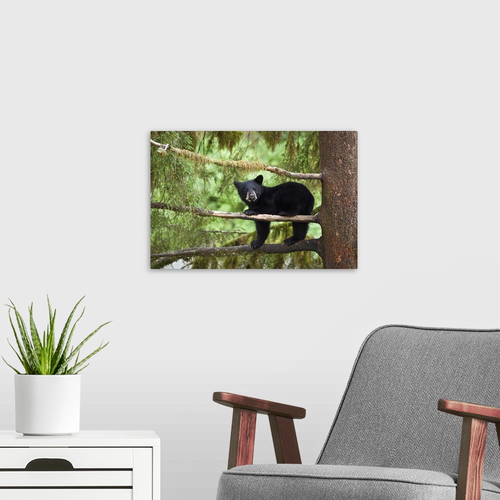 A modern room featuring Black bear cub (Ursus americanus) seeking refuge in tree along Anan Creek, Tongass National Fores...