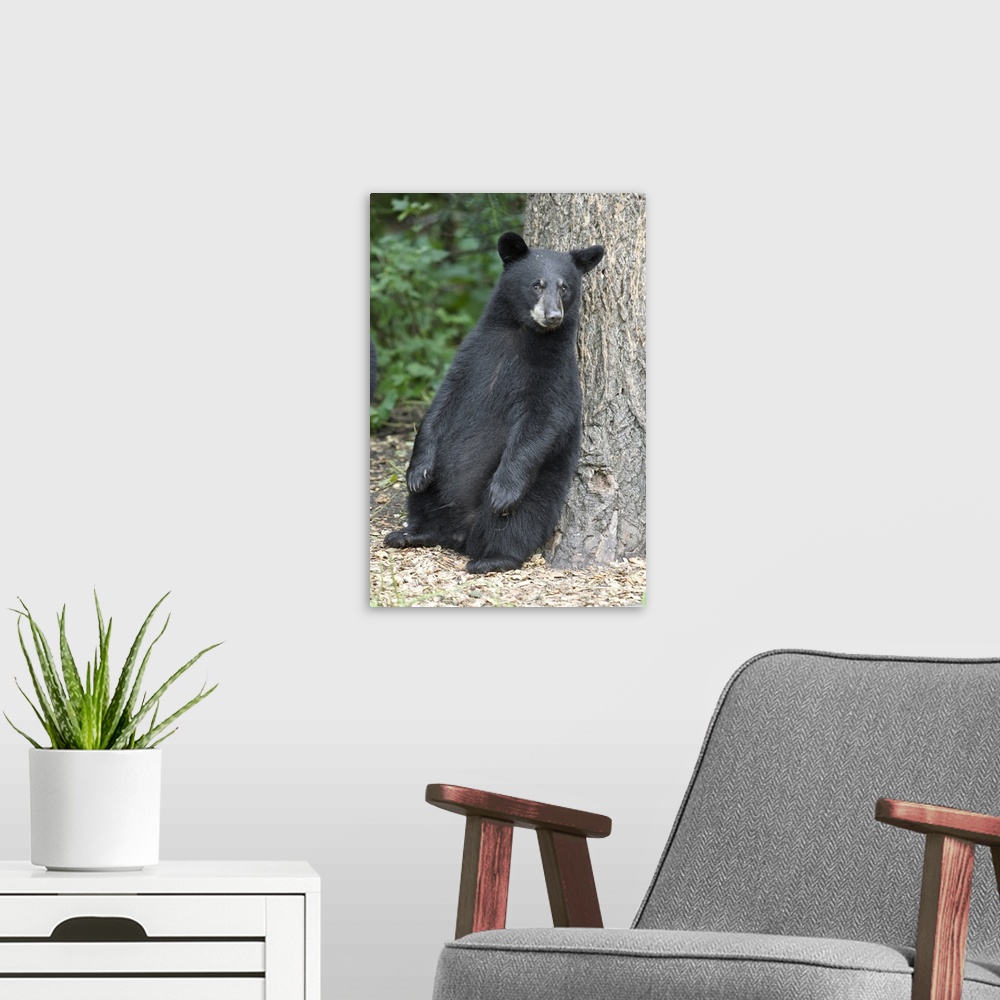 A modern room featuring Black Bear (Ursus americanus) cub leaning against tree, Orr, Minnesota