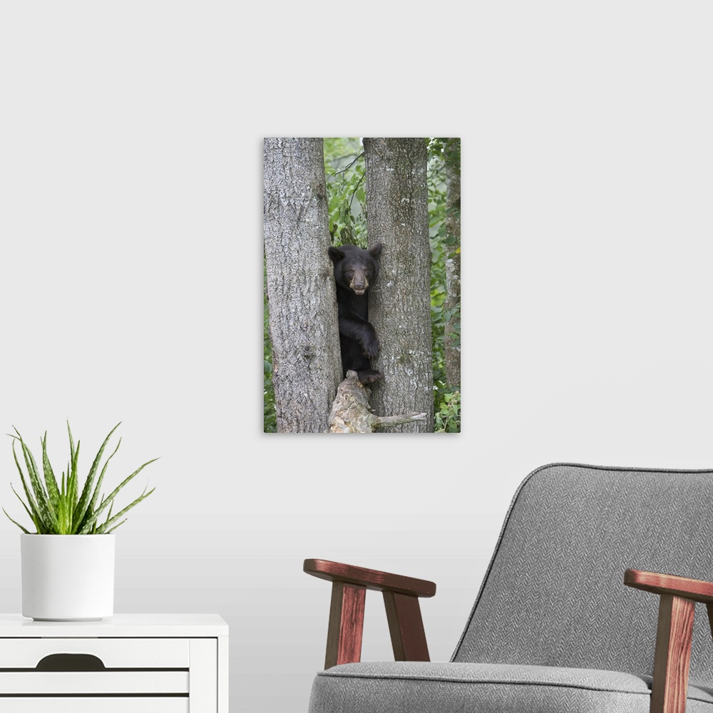 A modern room featuring Black Bear (Ursus americanus) juvenile male in tree, Orr, Minnesota