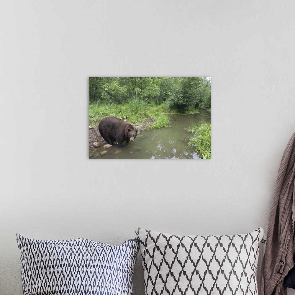 A bohemian room featuring Black Bear (Ursus americanus) large adult male drinking from stream, Orr, Minnesota