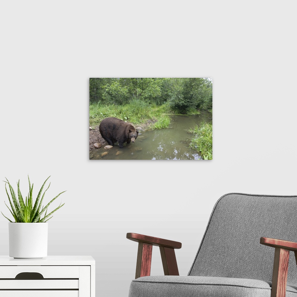 A modern room featuring Black Bear (Ursus americanus) large adult male drinking from stream, Orr, Minnesota