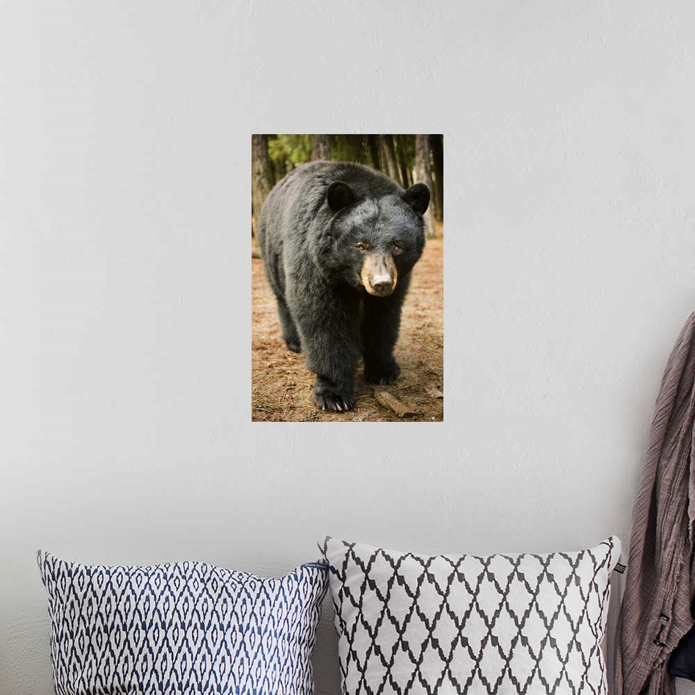 A bohemian room featuring A black bear (Ursus americanus) in Central Oregon during a mild winter. Captive.