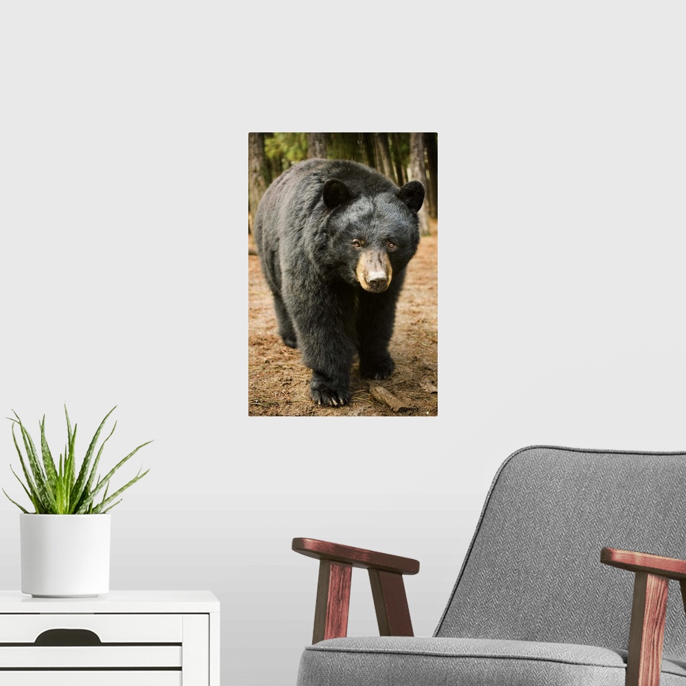 A modern room featuring A black bear (Ursus americanus) in Central Oregon during a mild winter. Captive.