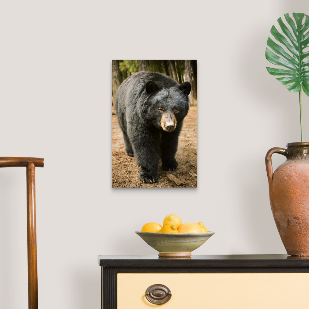 A traditional room featuring A black bear (Ursus americanus) in Central Oregon during a mild winter. Captive.