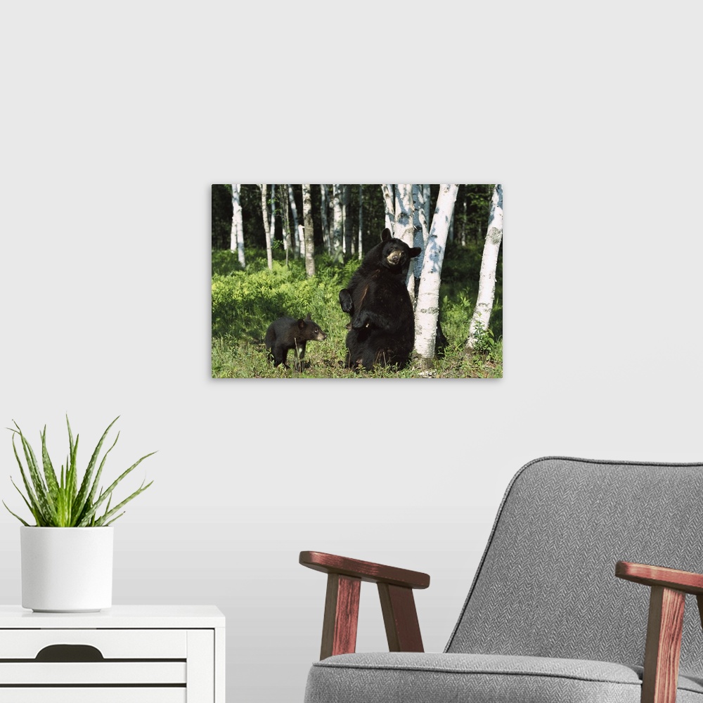 A modern room featuring Black Bear (Ursus americanus) sow scratching on Birch (Betula sp) tree, North America