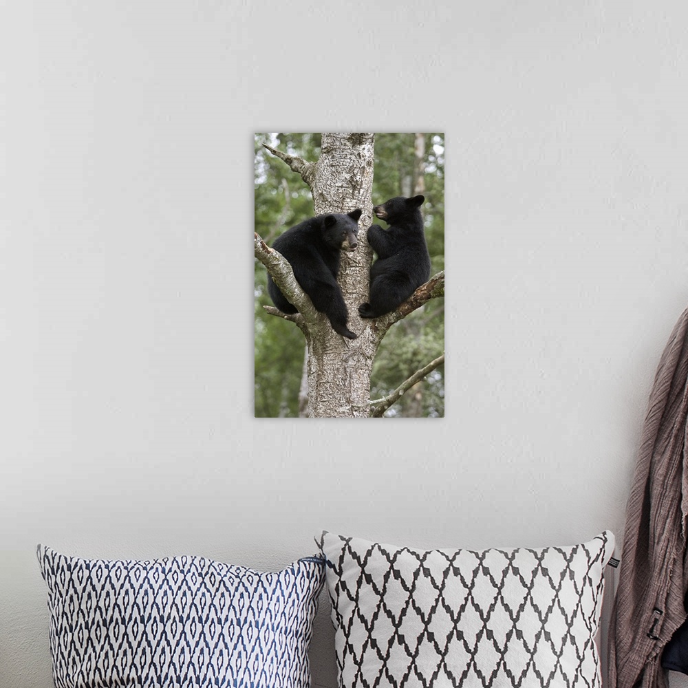 A bohemian room featuring Black Bear (Ursus americanus) two cubs in tree, Orr, Minnesota