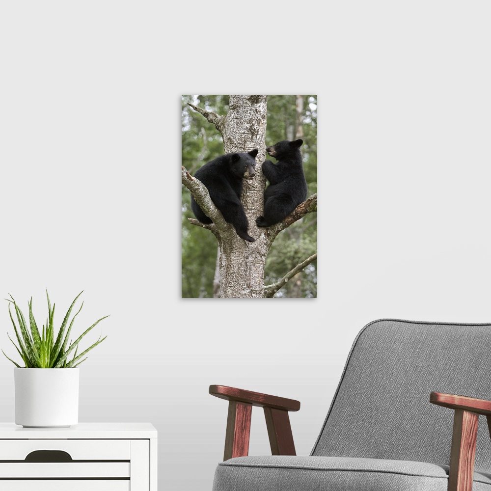 A modern room featuring Black Bear (Ursus americanus) two cubs in tree, Orr, Minnesota