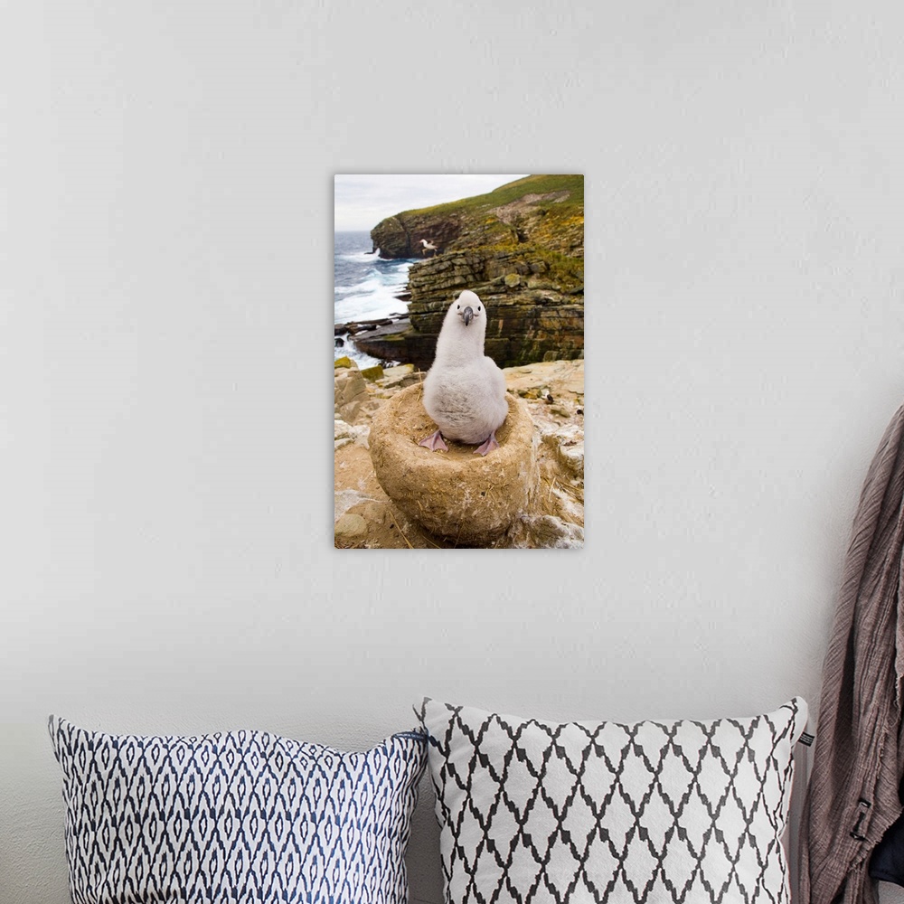 A bohemian room featuring Black-browed Albatross Chick Falklands